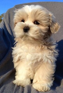 shih