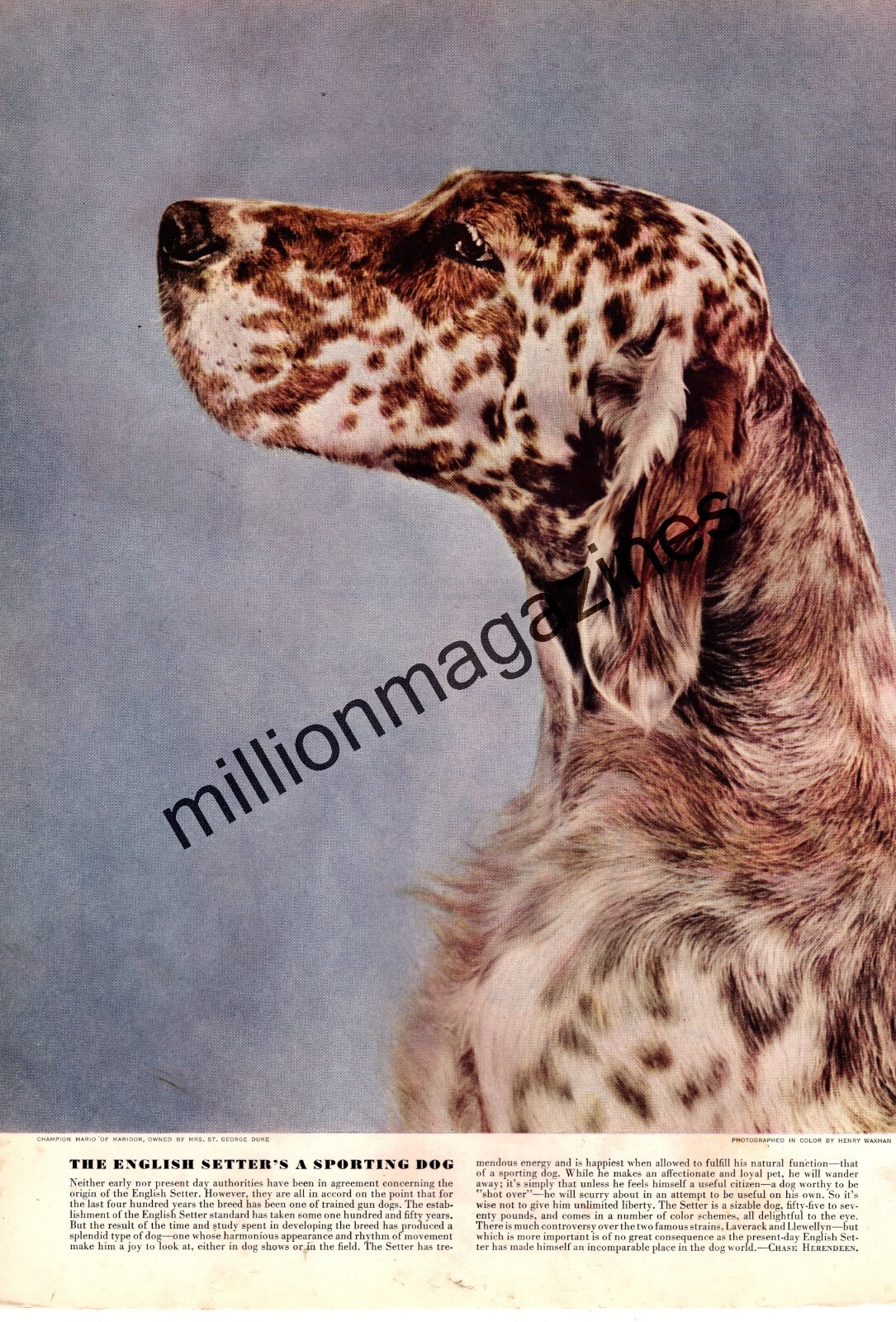 1941 English Setter original print from Esquire by Henry 1941 English Setter original print from Esquire by Henry