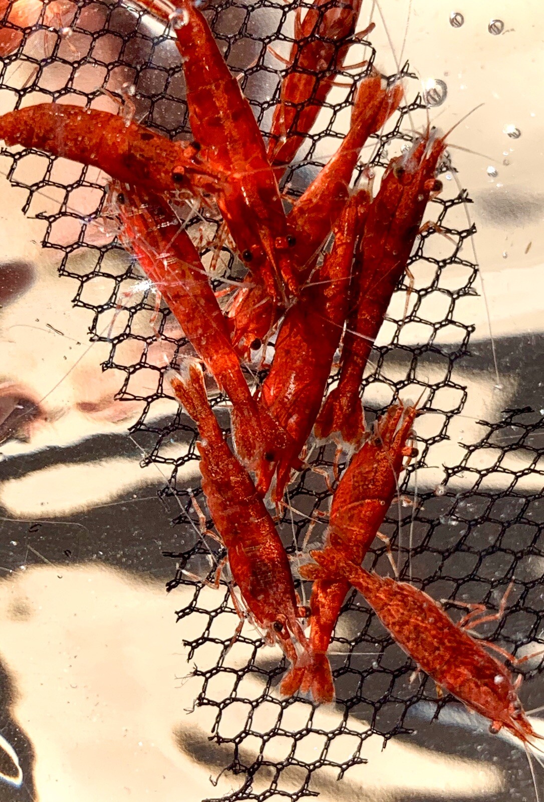 10 (+1 DOA) Fire Red Cherry Shrimp ...