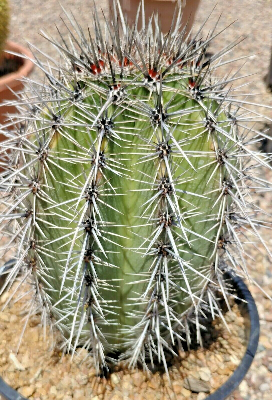 SAGUARO CACTUS APROXIMATELY. 7