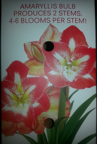Fresh STRIPPED Amaryllis bulb Red 22/24cm Great GIFTS FOR EVERYONE