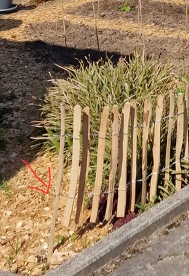 Artikelfoto(s) von einem verifizierten Käufer