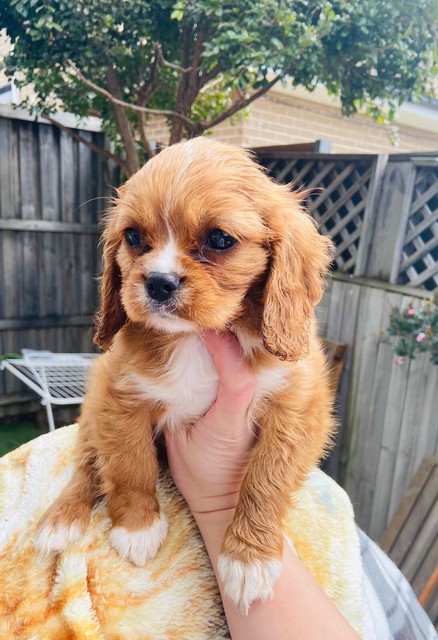 king charles cavalier puppies for sale gumtree