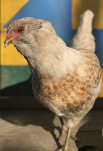 24 Rainbow Barnyard Mix Hatching Eggs