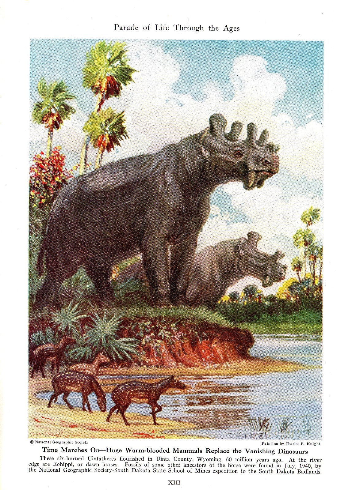 洋書 CLASSIC NATURAL HISTORY PRINTS MAMMALS 洋書 CLASSIC NATURAL HISTORY PRINTS MAMMALS 1922 Vintage
