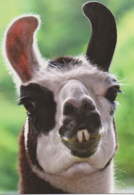 Ansichtskarte: große Zähne und große Ohren - lustiges Lama -funny llama