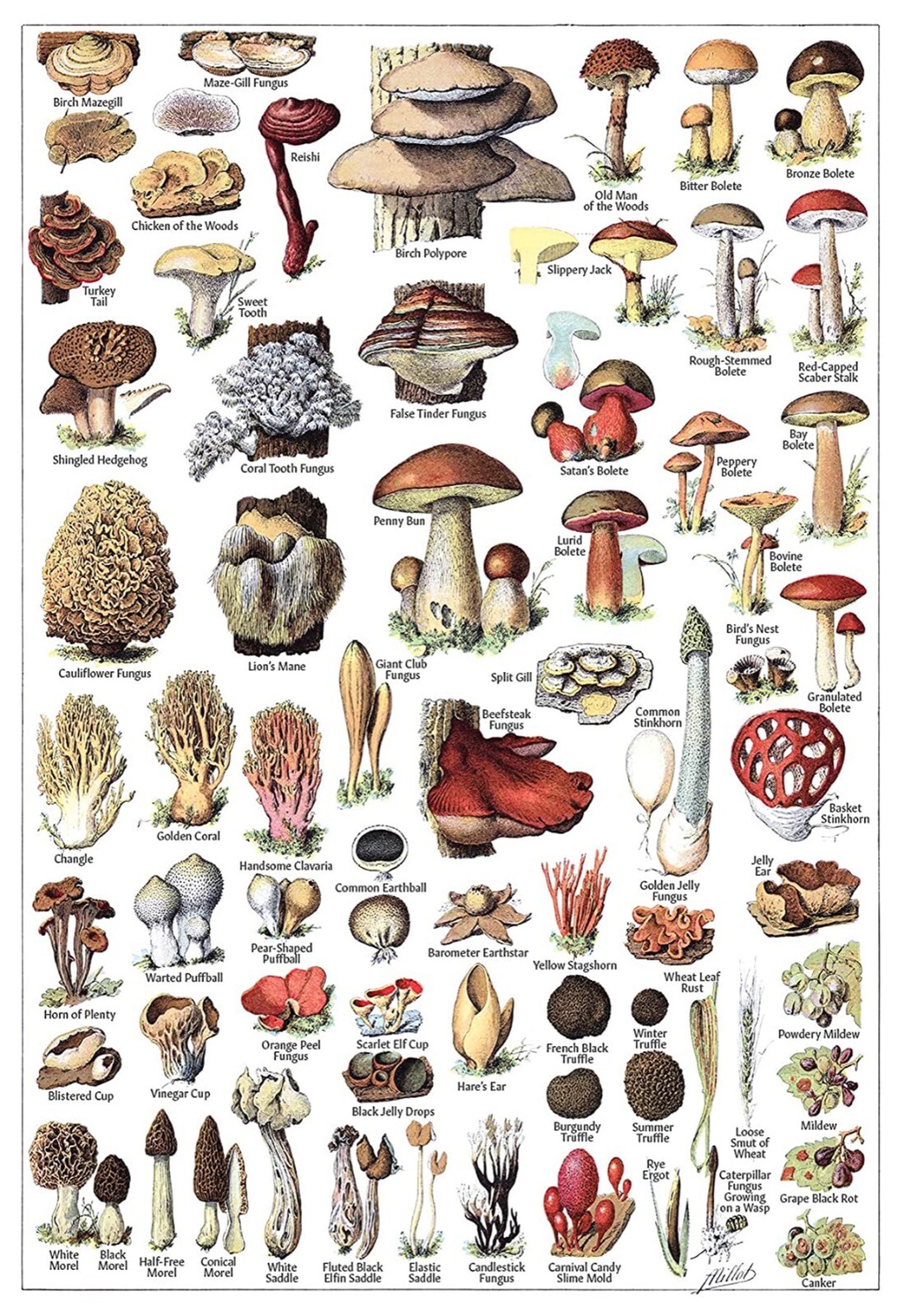 11244.Decoration Poster.Home Wall Room art.Mushroom types