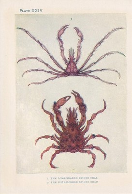 1907 SPIDER CRAB Print - Original Antique - Sea Life - 6.15 x 4.25 Inches
