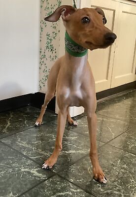 Foto dell'oggetto di un acquirente verificato