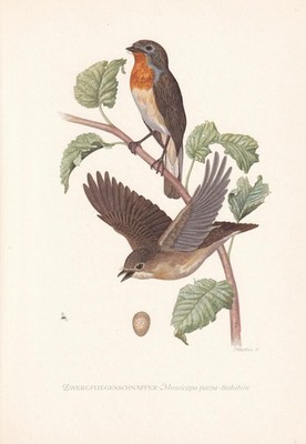 1954 RED-BREASTED FLYCATCHER Bird Print - Vintage Bird Wall Art - 9.4 x 6.2 Inch