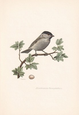 1954 MARSH TIT Bird Print - Vintage Bird Wall Art Decor - 9.4 x 6.2 Inches