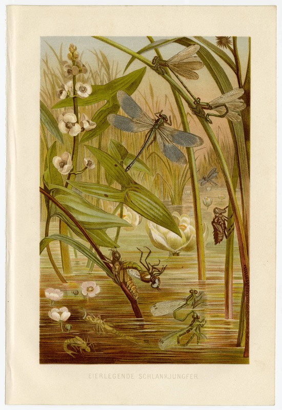 Schlankjungfer Libelle Seerosen Teich Schilf Antike Chromolithographie Ca 1890