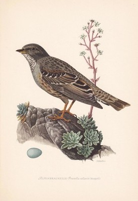 1954 ALPINE ACCENTOR Bird Print - Vintage Bird Wall Art Decor - 9.4 x 6.2 Inches