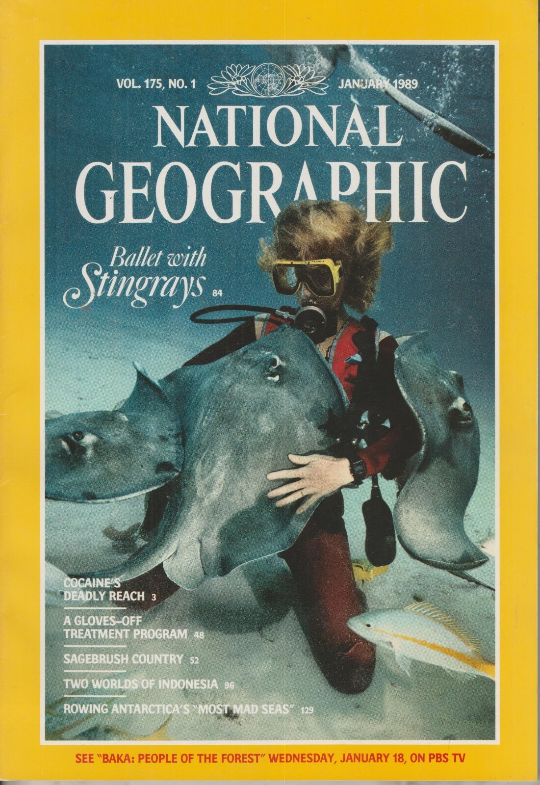 NATIONAL GEOGRAPHIC 創刊から1990年代まで National Geographic January 1989 Stingrays, Cocaine