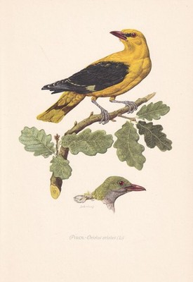 1954 GOLDEN ORIOLE Bird Print - Vintage Bird Wall Art Decor - 9.4 x 6.2 Inches
