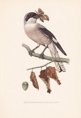 1954 LESSER GREY SHRIKE Bird Print - Vintage Wall Art Decor - 9.4 x 6.2 Inches