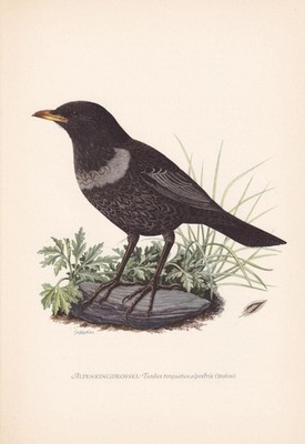 1954 RING OUZEL Bird Print - Vintage Bird Wall Art Decor - 9.4 x 6.2 Inches