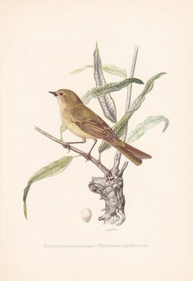 1954 CHIFFCHAFF Bird Print - Vintage Bird Wall Art Decor - 9.4 x 6.2 Inches