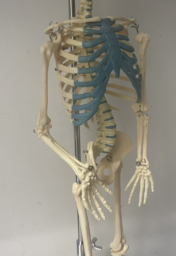 NEW 21 inch Tall Human Skeleton Model Skull Anatomical Model with Stand 