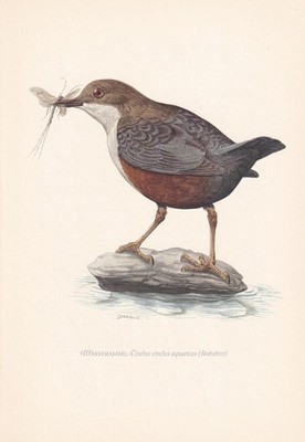 1954 WHITE-THROATED DIPPER Bird Print - Vintage Bird Wall Art - 9.4 x 6.2 Inches
