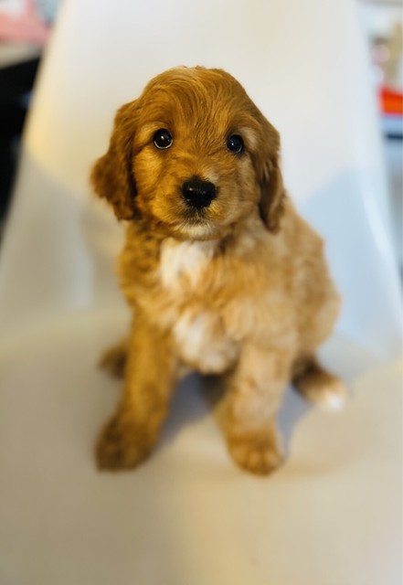 apricot lane puppies