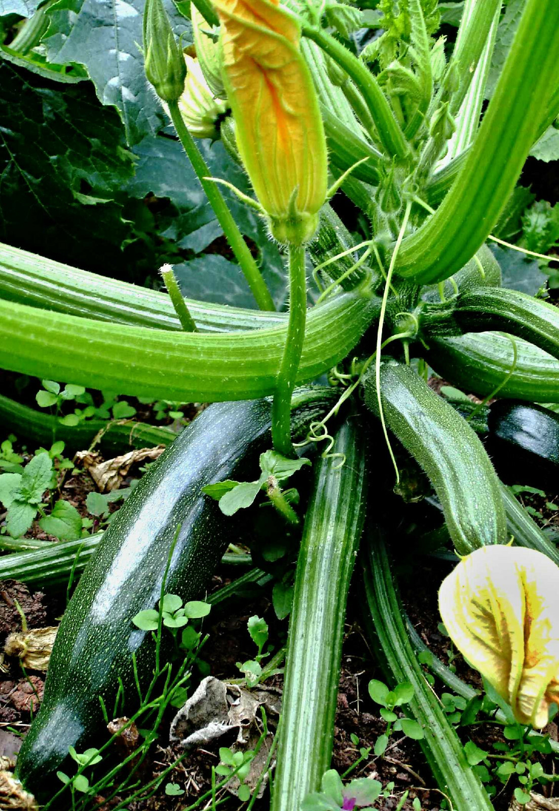 Zucchini 'Black Beauty' Samen,  Cucurbita pepo,  Courgette,  sehr ertragreich