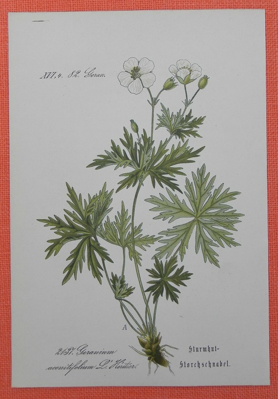 Sturmhut Storchschnabel Geranium Aconitifolium  Lithographie 1885 