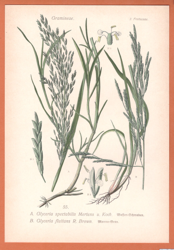 Manna-Schwaden  Entengras   Glyceria Fluitans  Thome Lithographie 1890