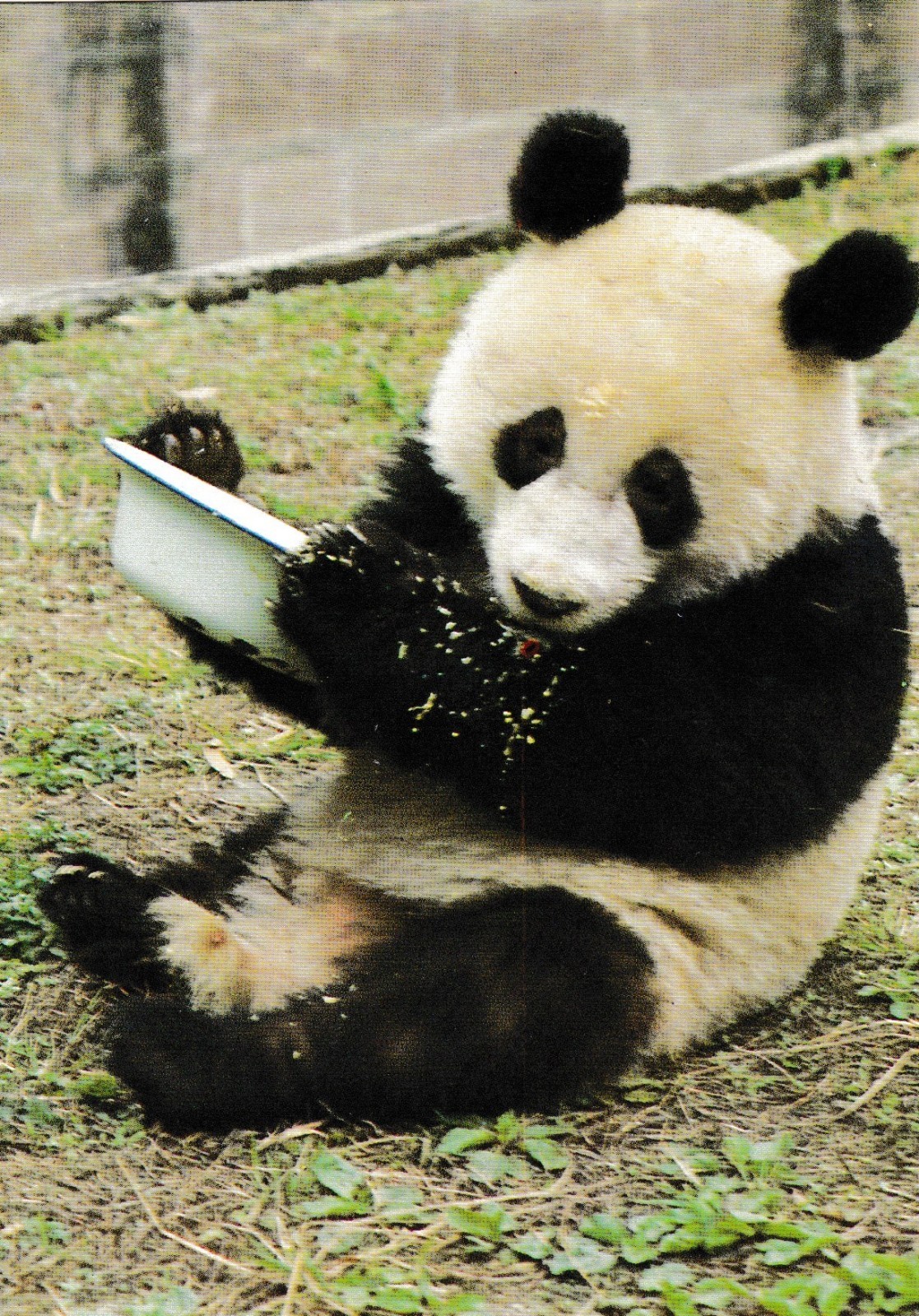 Card postcard HORSE Horses Foal Colt foals colts #135 animals