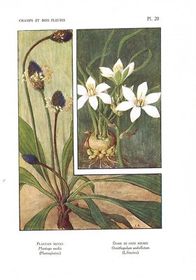 Stampa antica FIORI LIBERTY PIANTAGGINE e STELLA botanica 1922 Antique print