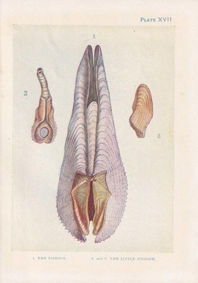 1907 PIDDOCK Print - Antique - Sea Life Wall Art - Ocean - 6.15 x 4.25 Inches