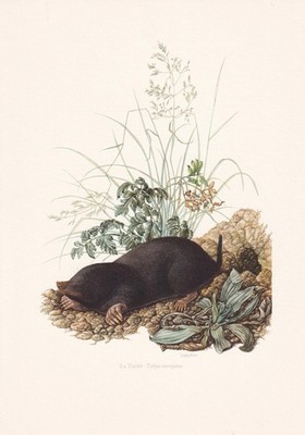 1960 EUROPEAN MOLE Print - Vintage Animal Wall Art - Mammal - Over 60 Years Old
