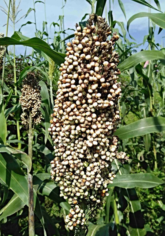 Weisse Mohrenhirse, Sorghum Bicolor, Zuckerhirse, (Neue) Alte Kulturpflanze 