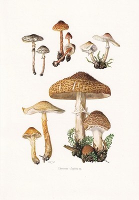 1960s DAPPERLING MUSHROOMS Print - Wall Art Cottagecore - 7.5 x 10.6 Inches
