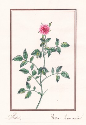 Rosa Laurencii Rose Rosen roses Botanik Aquarell watercolor drawing 1830