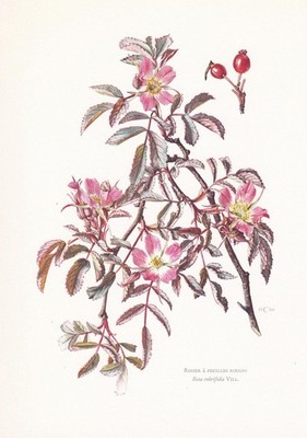 1960 RED-LEAVED ROSE Print - Botanical Wall Art - Vintage - 7.5 x 10.6 Inches