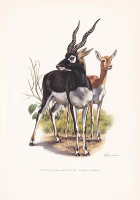 1960 BLACKBUCK ANTELOPE Print - Vintage Animal Wall Art - 7.5 x 10.6 Inches