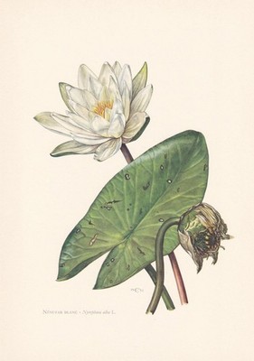 1960 WHITE WATERLILY Flower Print - Botanical Wall Art - 7.5 x 10.6 Inches