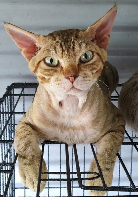  BEAR THE DEVON  REX CAT  Cats  Kittens Gumtree 