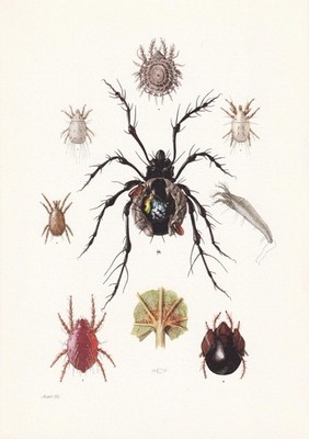 1960 SPIDER MITE & Cheese Mite, Flour Mite Print - Insect Art - 7.5 x 10.6 Inch