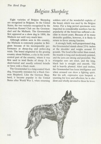 The Belgian Sheepdog - CUSTOM MATTED - Vintage Dog Art Print - "G"