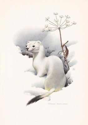 1960 STOAT Print - Vintage Animal Wall Art Decor - 7.5 x 10.6 Inches