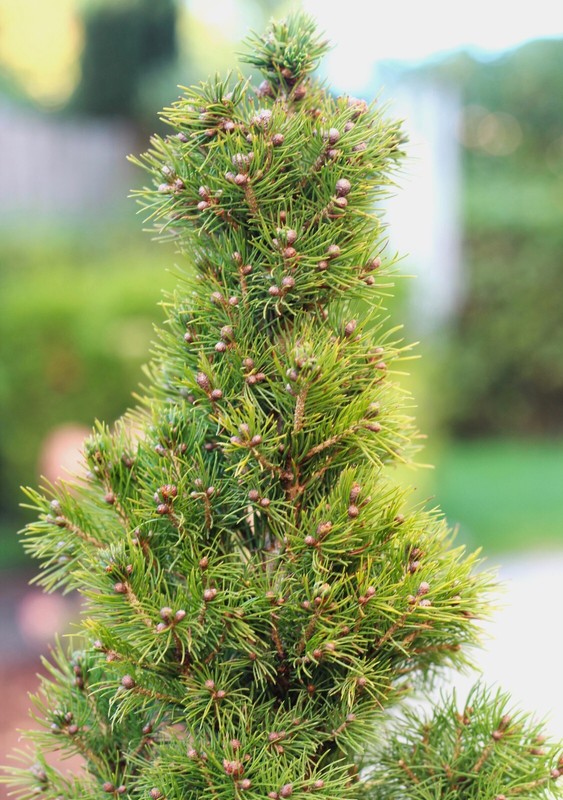 Picea Glauca Conica Zuckerhut Fichte ImmergrÃ¼N 50 - 60 Cm BaumschulqualitÃ¤T