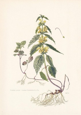 1960 YELLOW ARCHANGEL Print - Botanical Wall Art - Vintage - 7.5 x 10.6 Inches