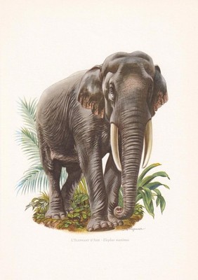 1960 INDIAN ELEPHANT Print - Vintage Animal Wall Art - 7.5 x 10.6 Inches