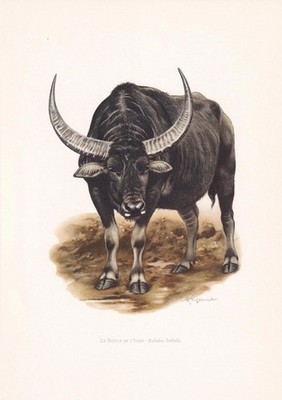 1960 WATER BUFFALO Print - Vintage Animal Wall Art Decor - 7.5 x 10.6 Inches