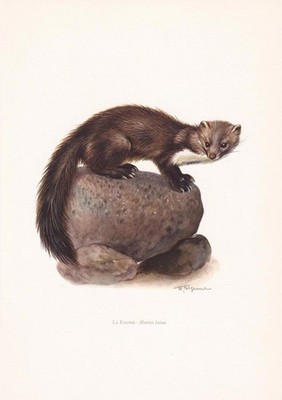 1960 BEECH MARTEN Print - Vintage Animal Wall Art Decor - 7.5 x 10.6 Inches
