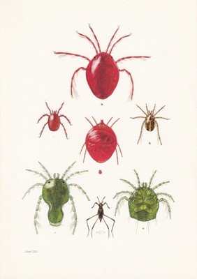 1960 WATER MITE Print - Hydrachnidia - Vintage Insect Wall Art - 7.5 x 10.6 Inch