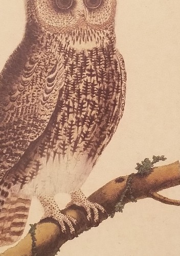 Vintage La Hulote Owl bird Framed Print Artwork Decor wall hanging