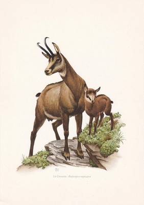1960 CHAMOIS Print - Vintage Animal Wall Art Decor - 7.5 x 10.6 Inches